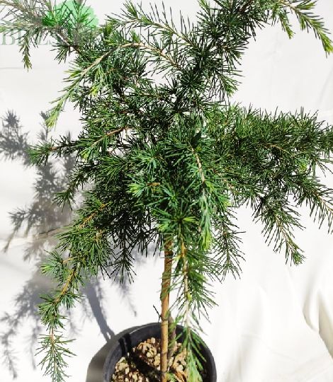 Cedrus deodara 'Feeling Blue' 50cm kmienok
